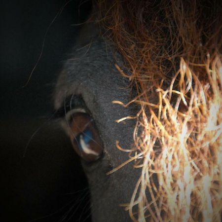 Sterrenhoeve Castricum Eksteriør billede